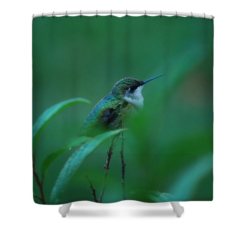 Hummingbird Shower Curtain featuring the photograph Feeling Green by Lori Tambakis