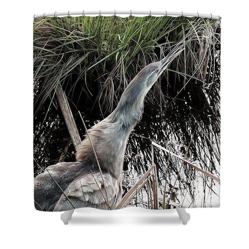 American Bittern Shower Curtain featuring the photograph Feeling Threatened by I'ina Van Lawick