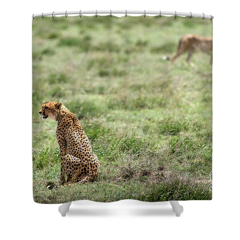 Cheetah Shower Curtain featuring the photograph Female cheetah and male on the background by RicardMN Photography