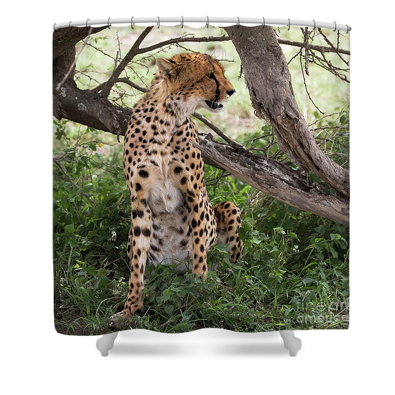 Arusha Shower Curtain featuring the photograph Female cheetah under a tree in Serengeti region by RicardMN Photography