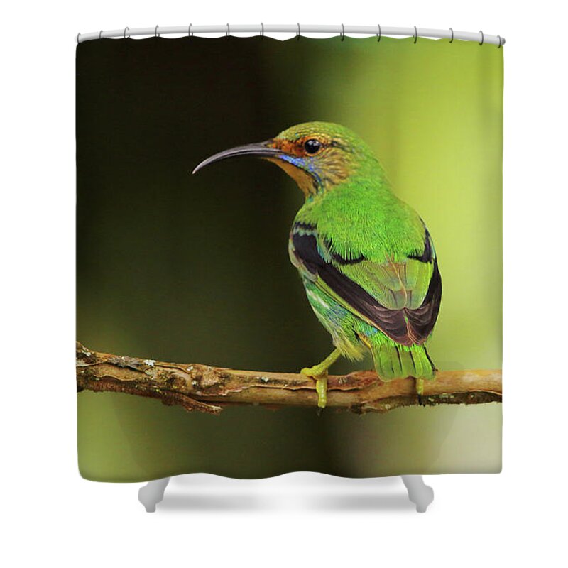 Asa Wright Nature Centre Shower Curtain featuring the photograph Female Green Honeycreeper at Trinidad's Asa Wright by Steve Wolfe