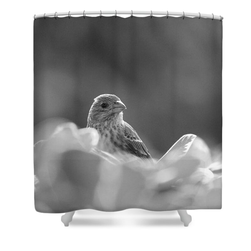 House Finch Shower Curtain featuring the photograph Female House Finch Perched in Black and White by Colleen Cornelius