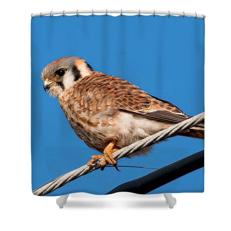 Kestrel Shower Curtain featuring the photograph Female Kestrel at Rest by Kathleen Bishop
