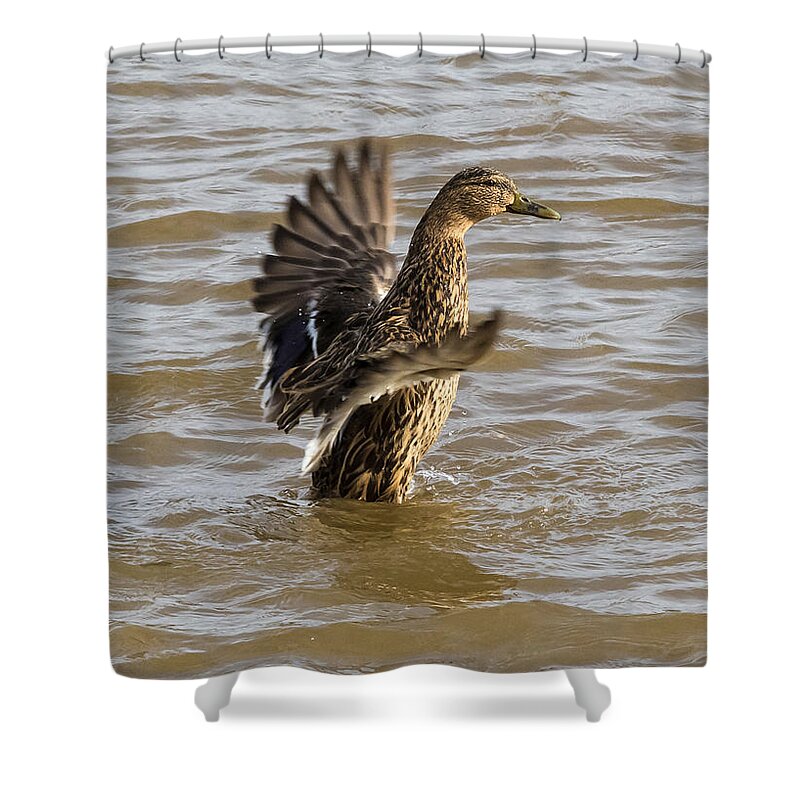 Jan Holden Shower Curtain featuring the photograph Female Mallard by Holden The Moment