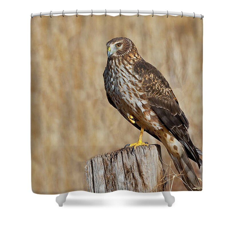 Adult Shower Curtain featuring the photograph Female Northern Harrier Standing on One Leg by Jeff Goulden