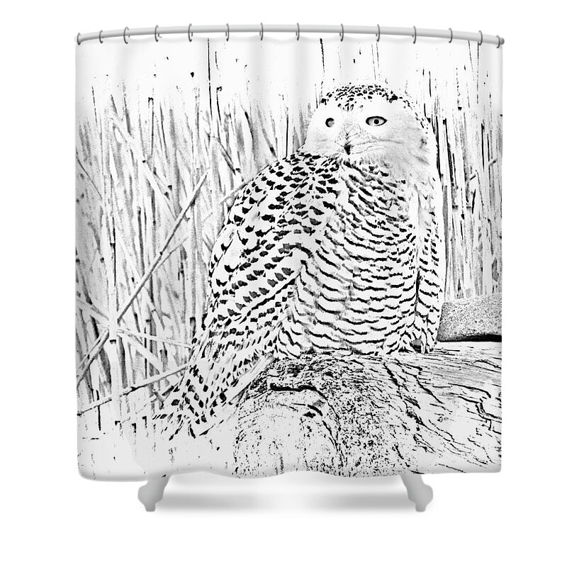  Bird Shower Curtain featuring the photograph Female Snow Owl by Marcia Lee Jones