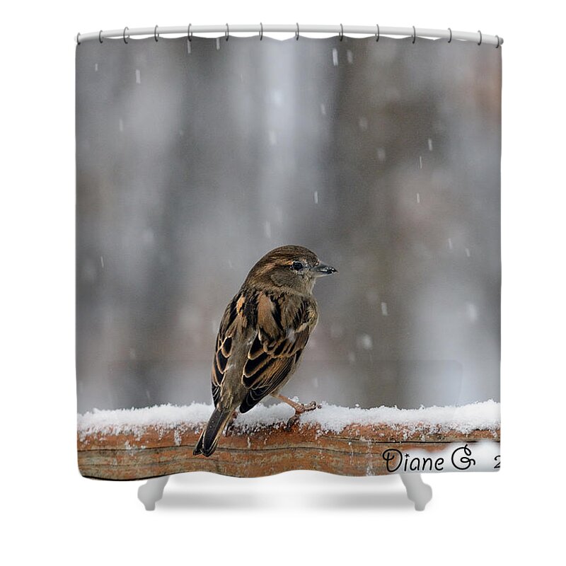 Female Sparrow In Snow Shower Curtain featuring the photograph Female Sparrow in snow by Diane Giurco
