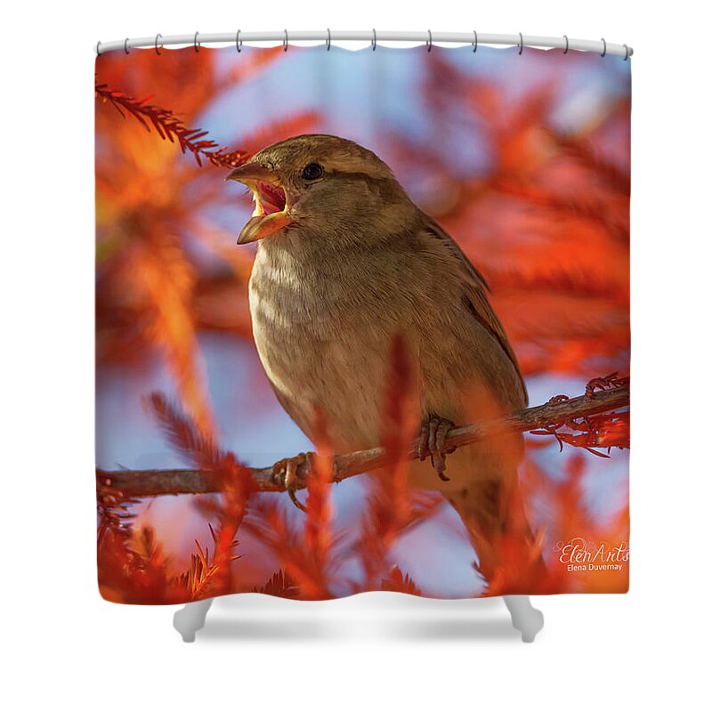 Sparrow Shower Curtain featuring the photograph Female sparrow singing, Montreux, Switzerland by Elenarts - Elena Duvernay photo