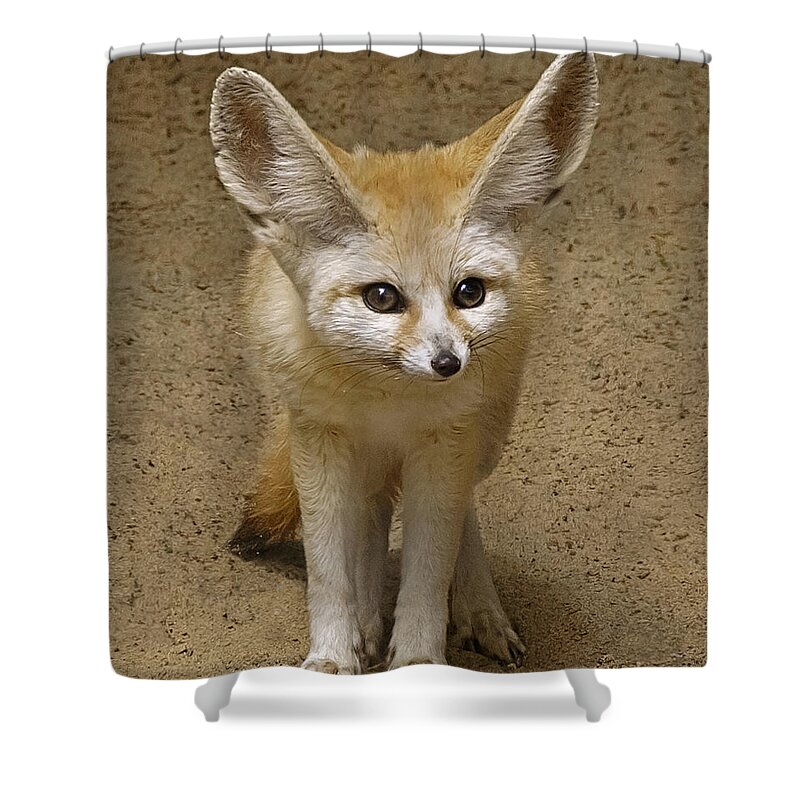Fennec Fox Shower Curtain featuring the photograph Fennec Fox by Wes and Dotty Weber