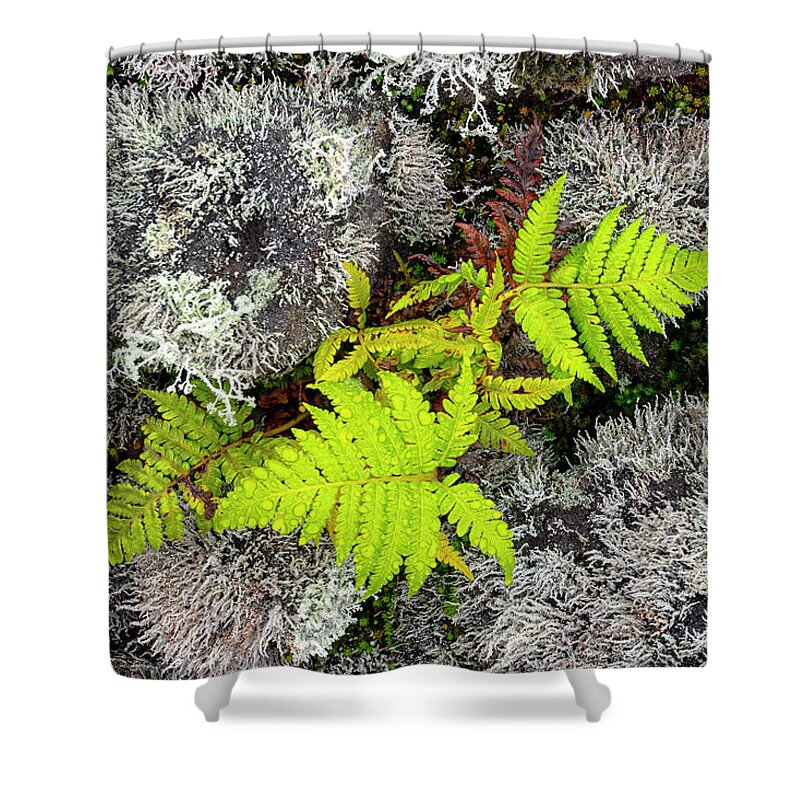 Fern Shower Curtain featuring the photograph Fern and Lichen by Christopher Johnson