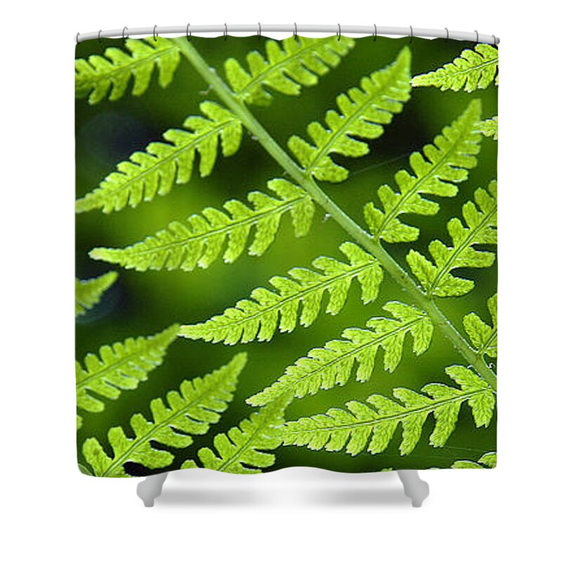 Fern Shower Curtain featuring the photograph Fern Branches by Ted Keller