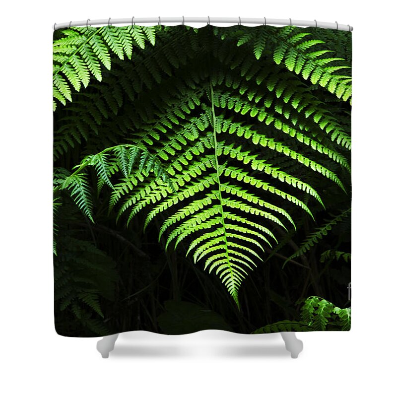 Fern Shower Curtain featuring the photograph Fern Canyon California 1 by Bob Christopher