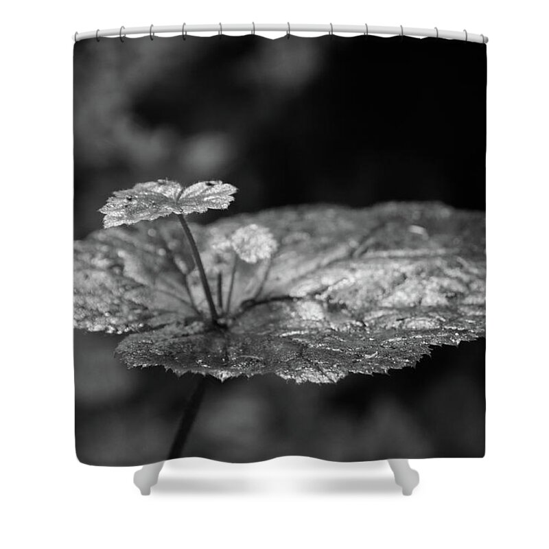 Plant Shower Curtain featuring the photograph Fern Canyon Foliage by Ryan Workman Photography
