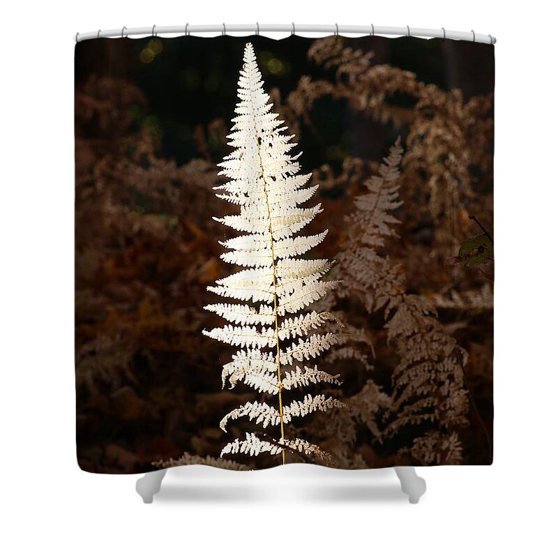 Fern Shower Curtain featuring the photograph Fern Glow 1 by William Selander