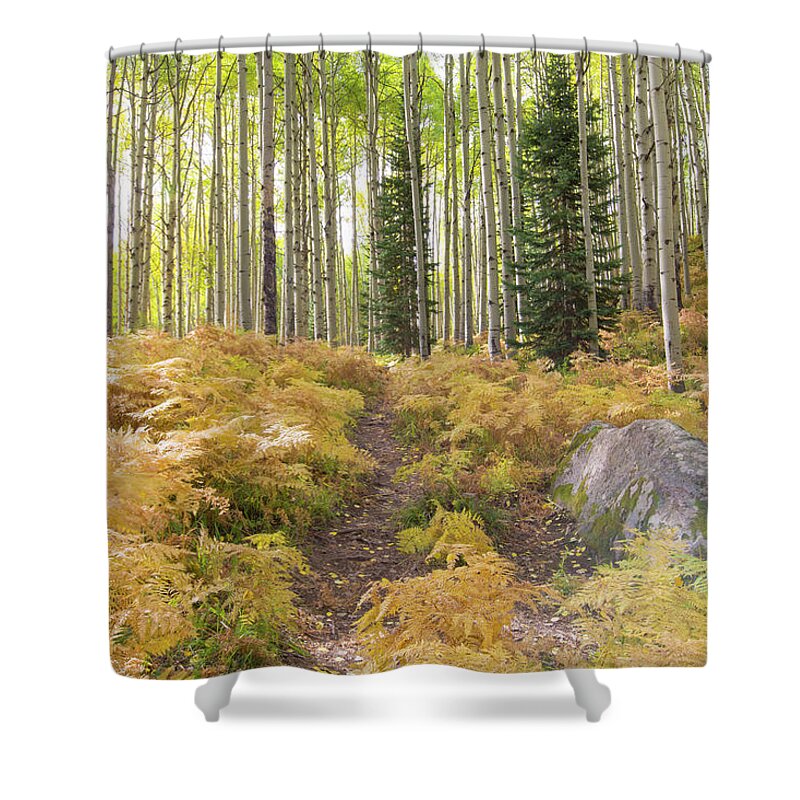 Ferns Shower Curtain featuring the photograph Fern Path by Nancy Dunivin