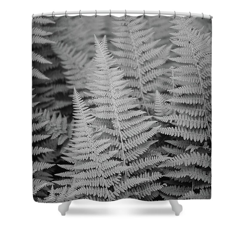 Ferns Shower Curtain featuring the photograph Ferns, Roadside by Amanda Rimmer
