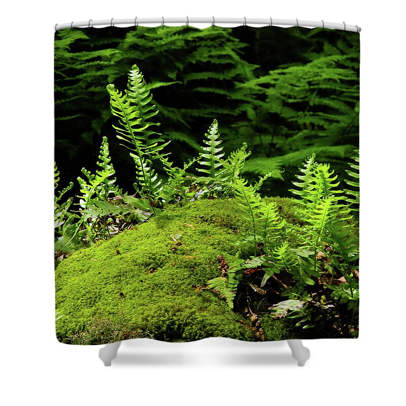 Ferns And Moss On The Ma At Shower Curtain featuring the photograph Ferns and Moss on the MA AT by Raymond Salani III