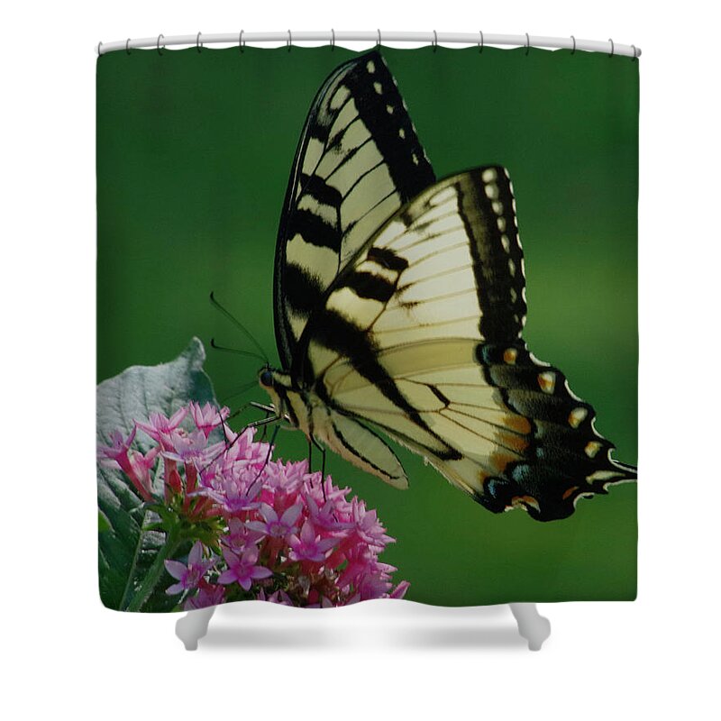 Butterfly Shower Curtain featuring the photograph Festive day by Bess Carter