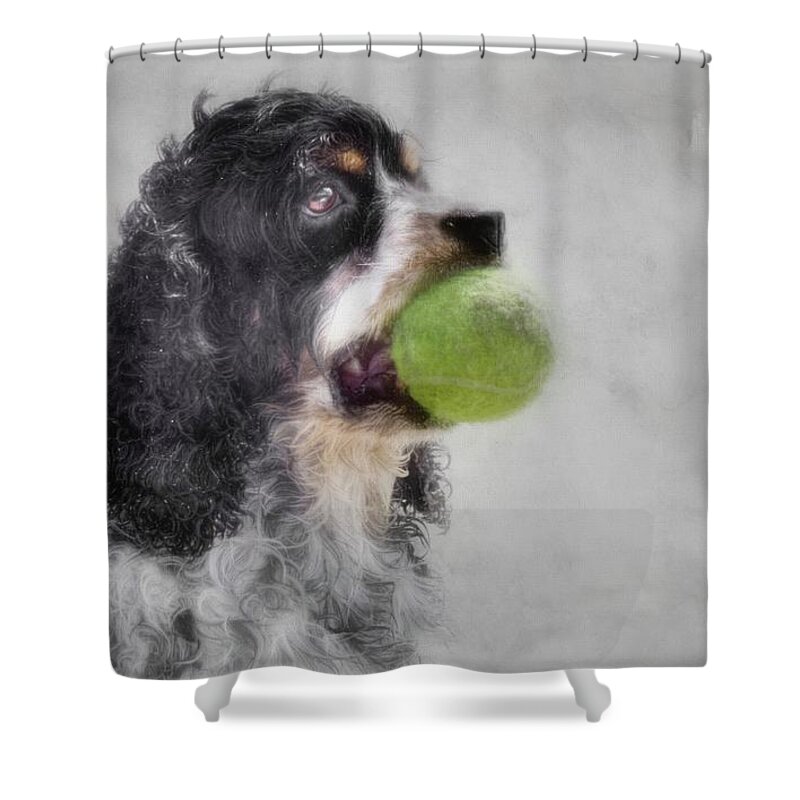Cocker Spaniel Shower Curtain featuring the photograph Fetching Cocker Spaniel by Benanne Stiens