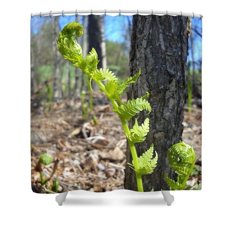 Ferns Shower Curtain featuring the photograph Fiddleheads Spring Stretch by Kent Lorentzen