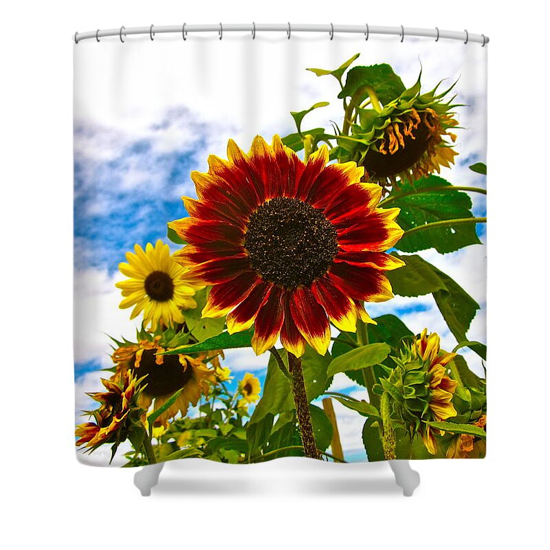 Sunflower Photograph Shower Curtain featuring the photograph Field Day by Gwyn Newcombe