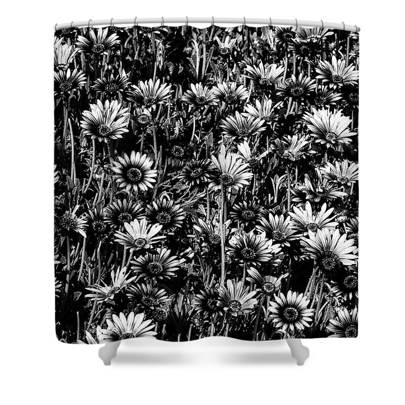 Daisey Shower Curtain featuring the photograph Field of Daisies by Cheryl Day