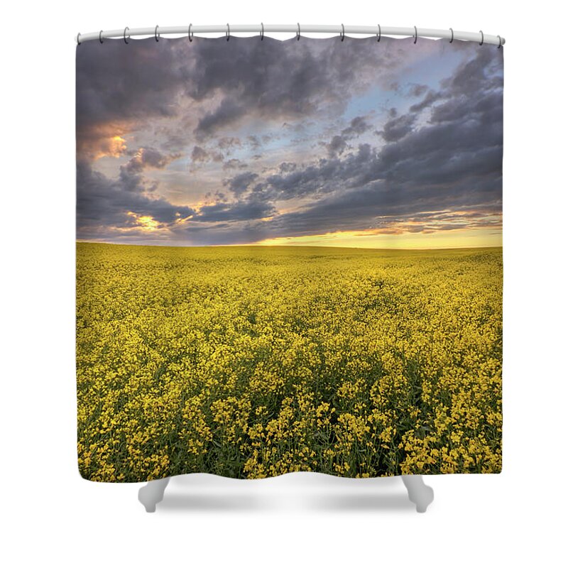 Canola Shower Curtain featuring the photograph Field of Gold by Dan Jurak