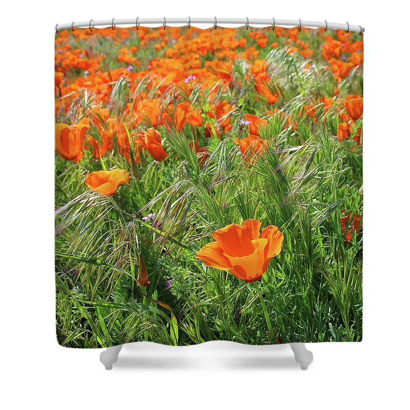 Poppies Shower Curtain featuring the mixed media Field of Orange Poppies- Art by Linda Woods by Linda Woods