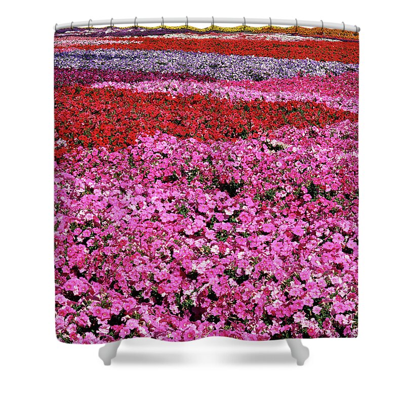 Petunia Shower Curtain featuring the photograph Field of Petunia Flowers Gilroy California by Kathy Anselmo