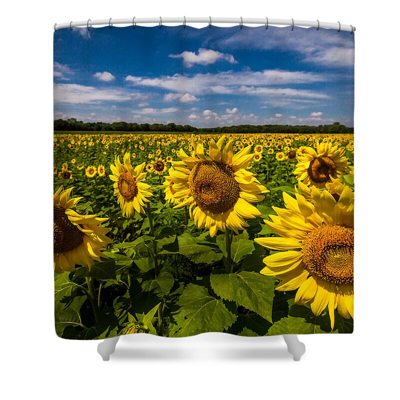 Blue Sky Shower Curtain featuring the photograph Field of Sun by Ron Pate
