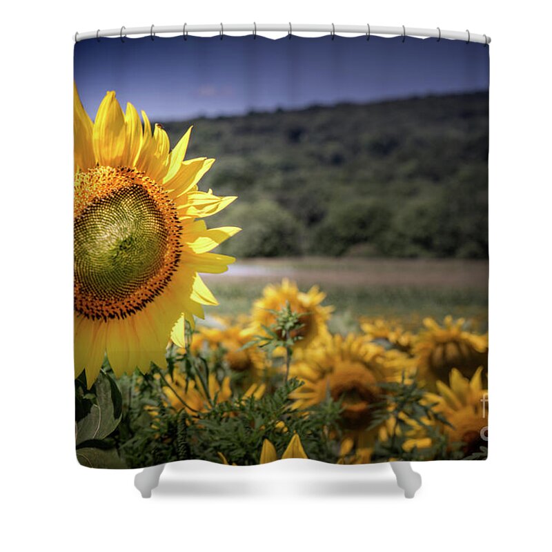 Field Of Sunflowers Shower Curtain featuring the photograph Field of Sunflowers by Jim DeLillo
