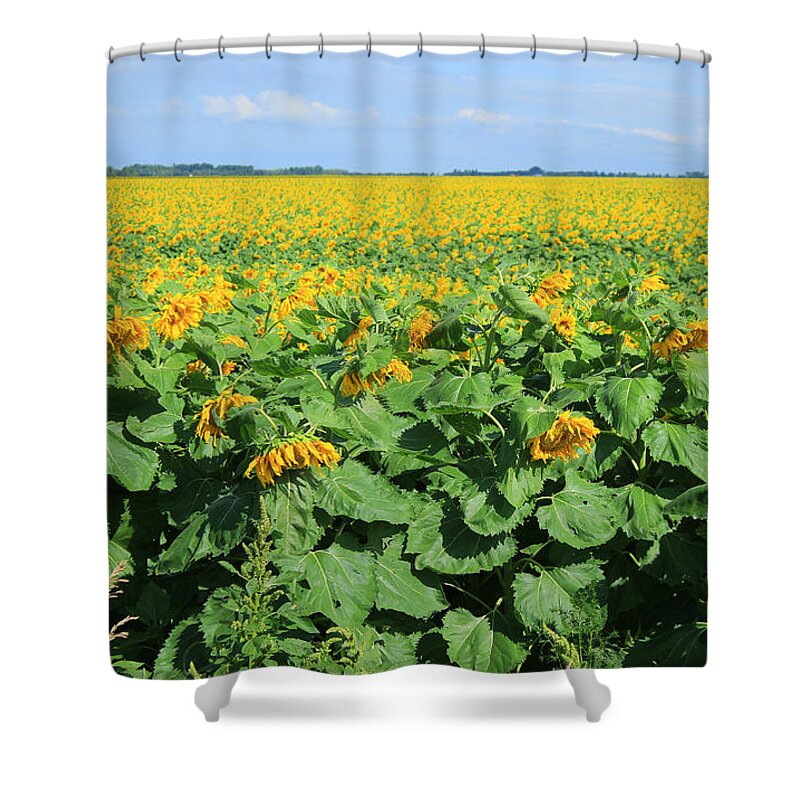 Sunflower Shower Curtain featuring the photograph Field of Sunflowers on a Farm by Robert Hamm