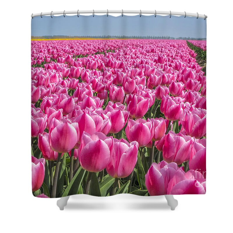 Tulips Shower Curtain featuring the photograph Field with pink tulips by Patricia Hofmeester