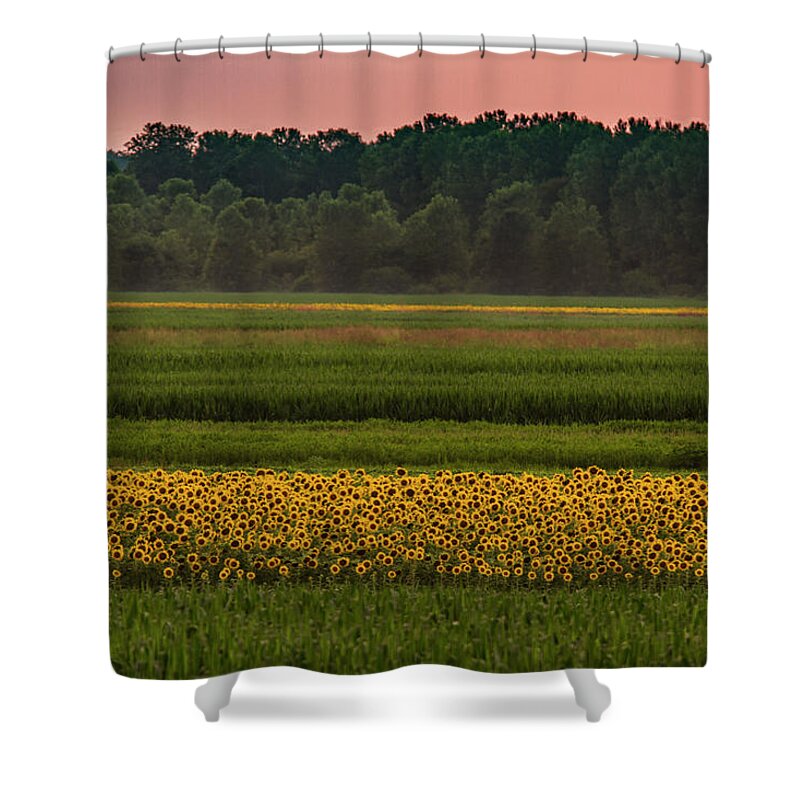 Flowers Shower Curtain featuring the photograph Fields of Sunflowers by Garry McMichael
