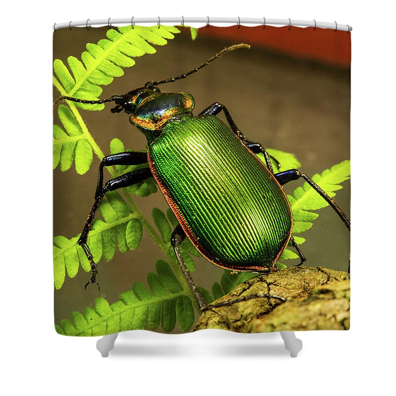 Insect Shower Curtain featuring the photograph Fiery Hunter Carabid by Douglas Barnett
