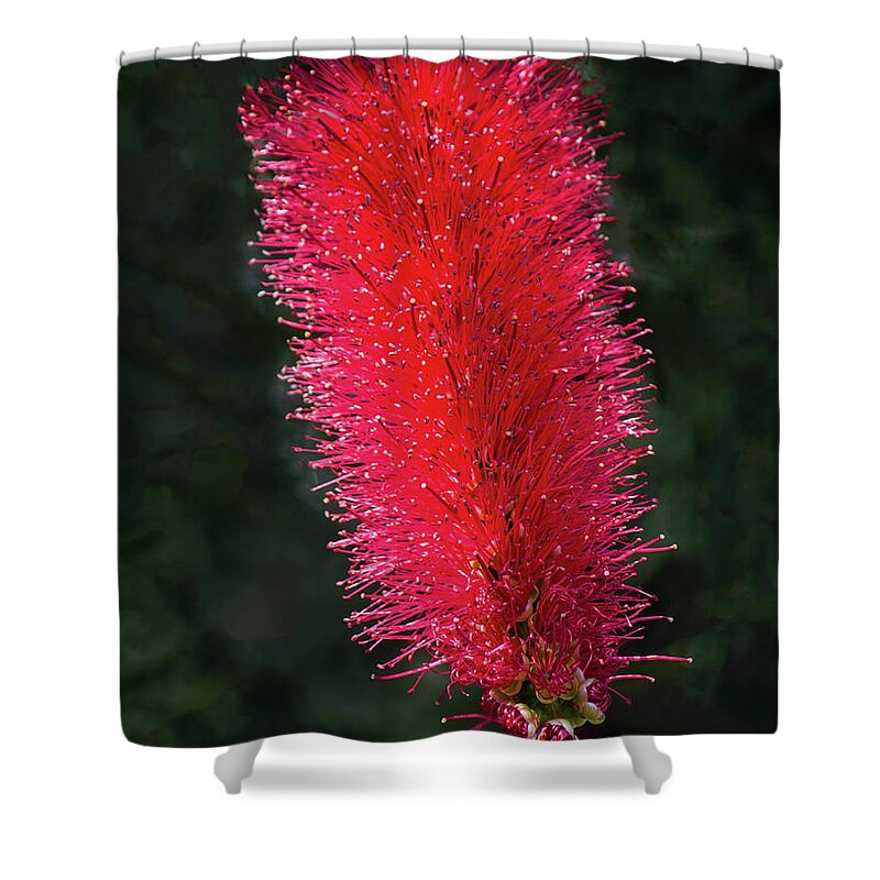 Red Shower Curtain featuring the photograph Fiery Red by Tania Read