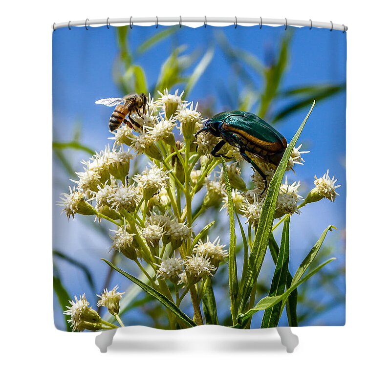 Fig Beetle Shower Curtain featuring the photograph Fig Beetle by Pamela Newcomb