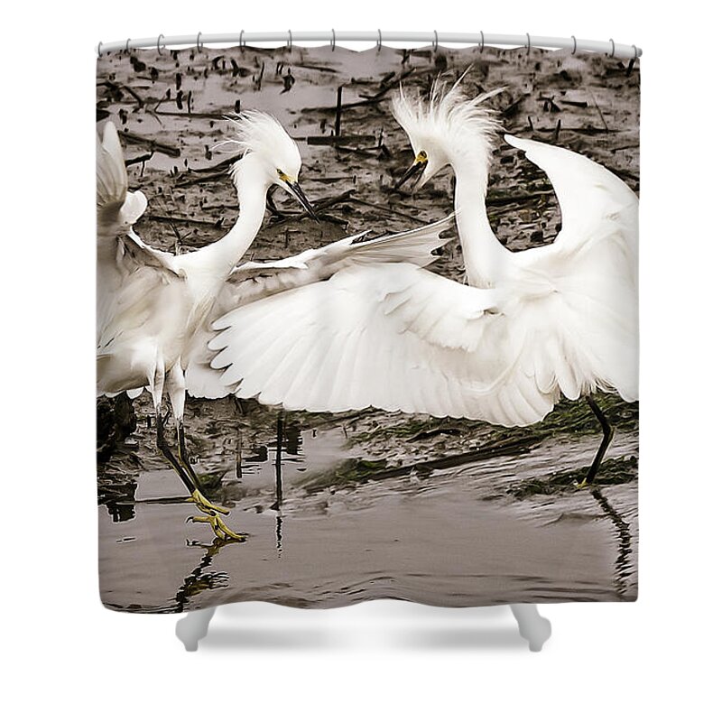 Fighting Egrets Shower Curtain featuring the photograph Fighting Egrets by Joe Granita