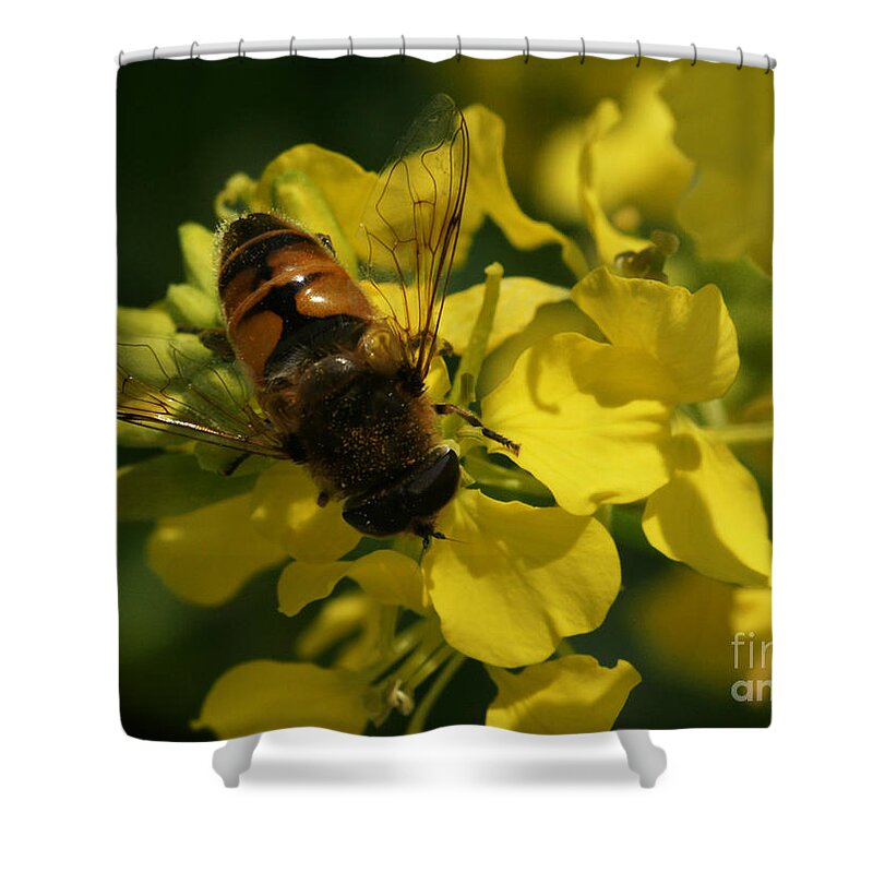 Bee Shower Curtain featuring the photograph Finding Each Other by Linda Shafer