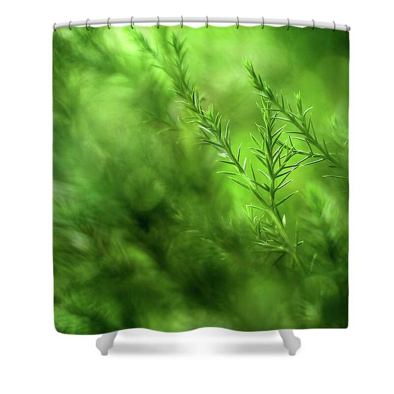 Pine Tree Shower Curtain featuring the photograph Finding My Way by Mike Eingle