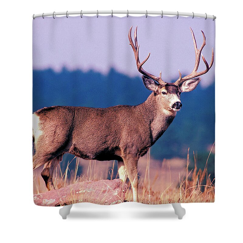 Mule Deer Shower Curtain featuring the photograph Fine Colorado Buck by Mark Miller