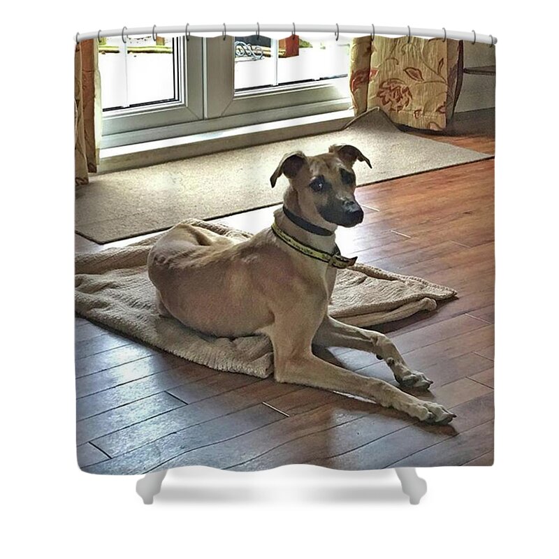 Lurcher Shower Curtain featuring the photograph Finly - Ava The Saluki's New Companion by John Edwards