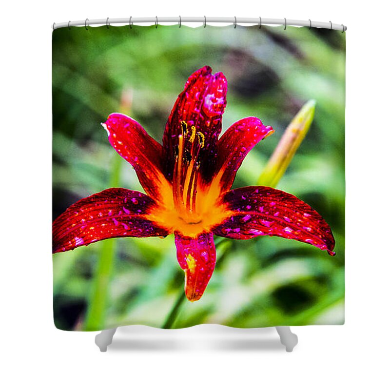 Flower Shower Curtain featuring the photograph Fire Lily by Angus HOOPER III