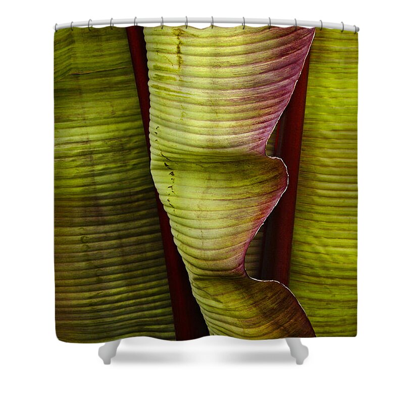 Banana Palm Shower Curtain featuring the photograph Fire Palm IV by Windy Osborn