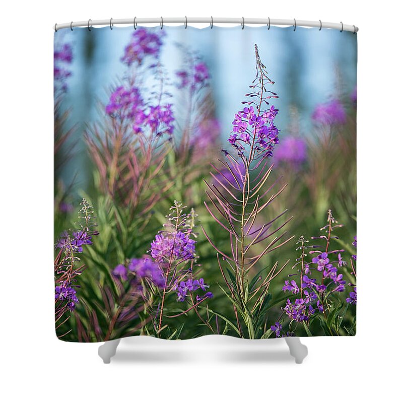 Fireweed Shower Curtain featuring the photograph Fireweed by Valerie Pond