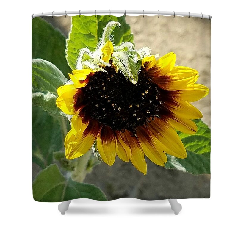 Sunflowers Shower Curtain featuring the photograph First Bloom Maturing by Angela J Wright