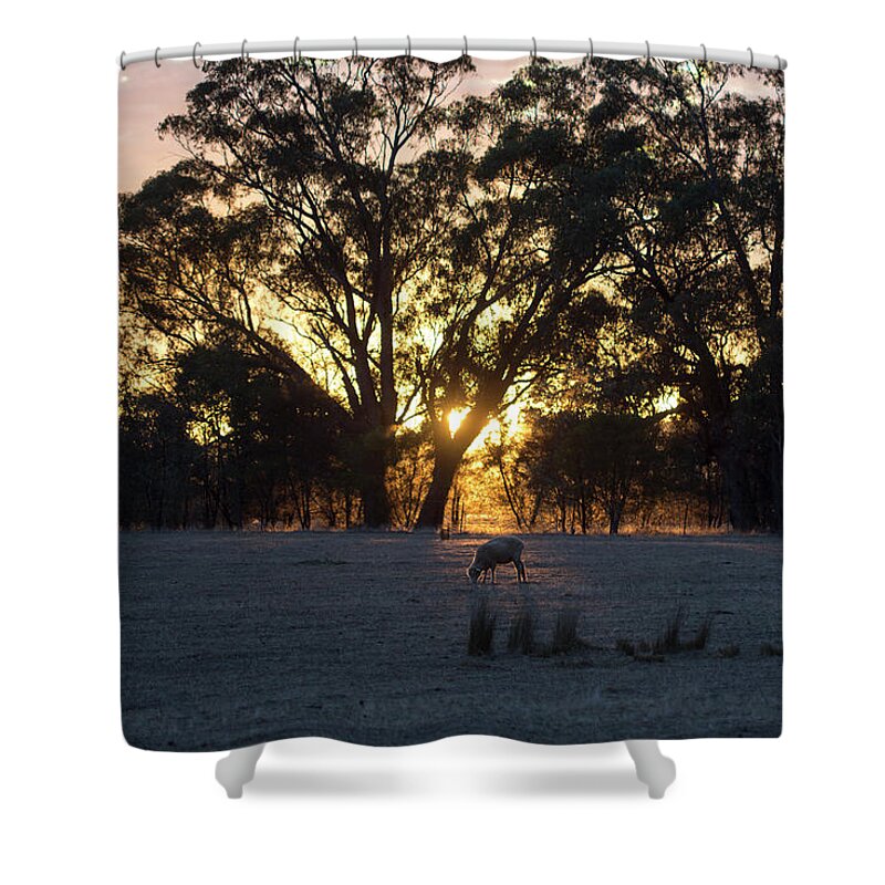 Farm Shower Curtain featuring the photograph First Light by Linda Lees