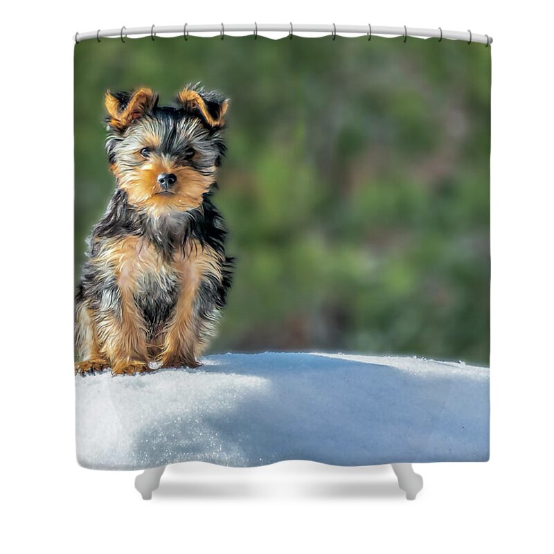 Adorable Shower Curtain featuring the photograph First Snow Day by Maria Coulson