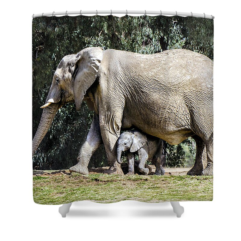 Elephant Shower Curtain featuring the photograph First Steps by William Bitman