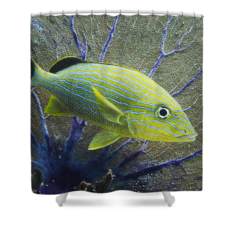Coral Shower Curtain featuring the photograph Fish Art by Brian Balagula